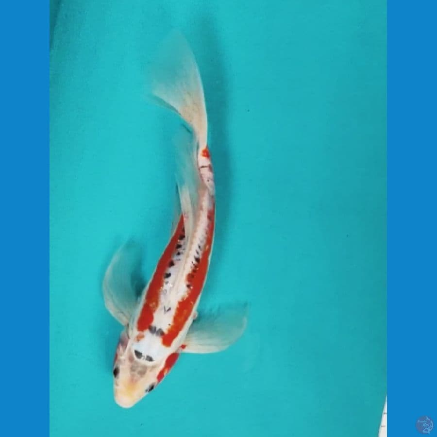 kumpay shusui 29cm