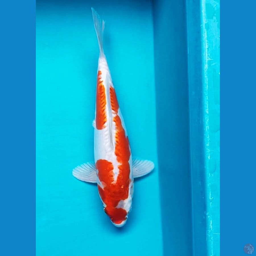 kikushui 31cm