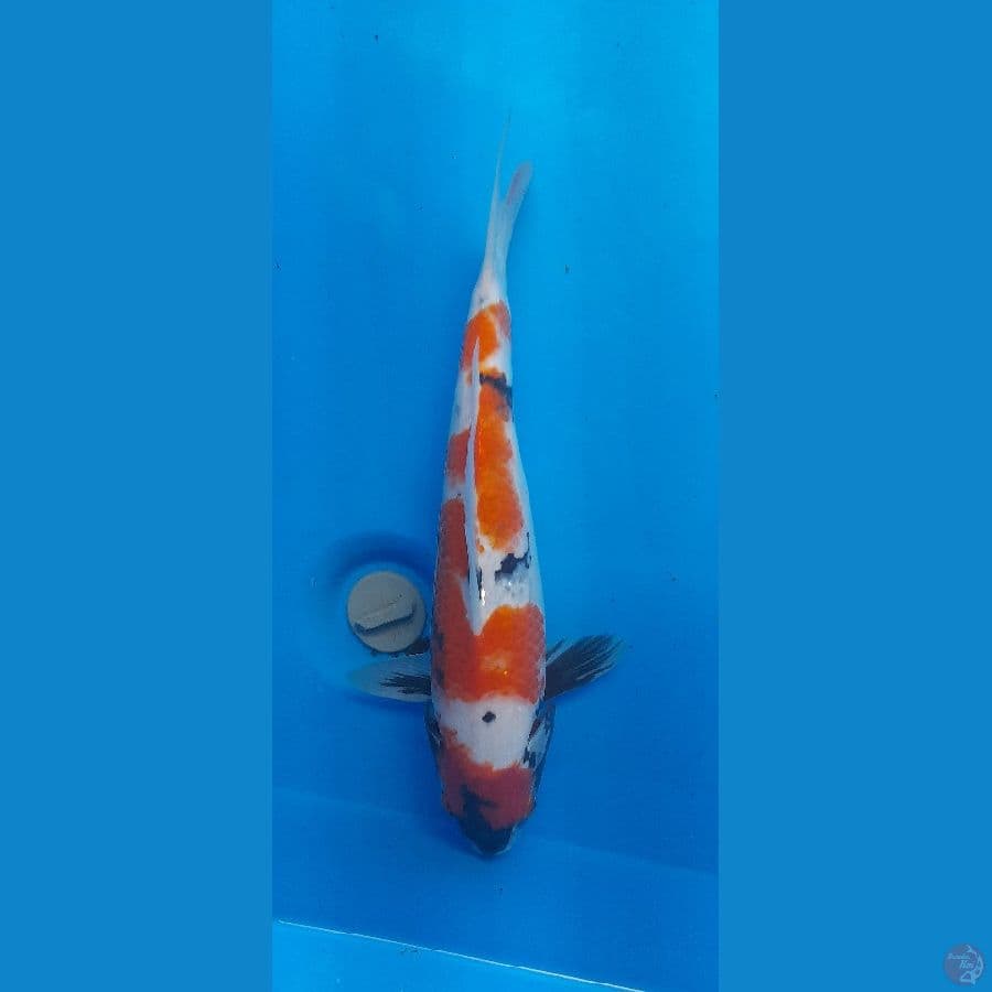 Showa 33cm/(Jenis Kelamin: unknown)