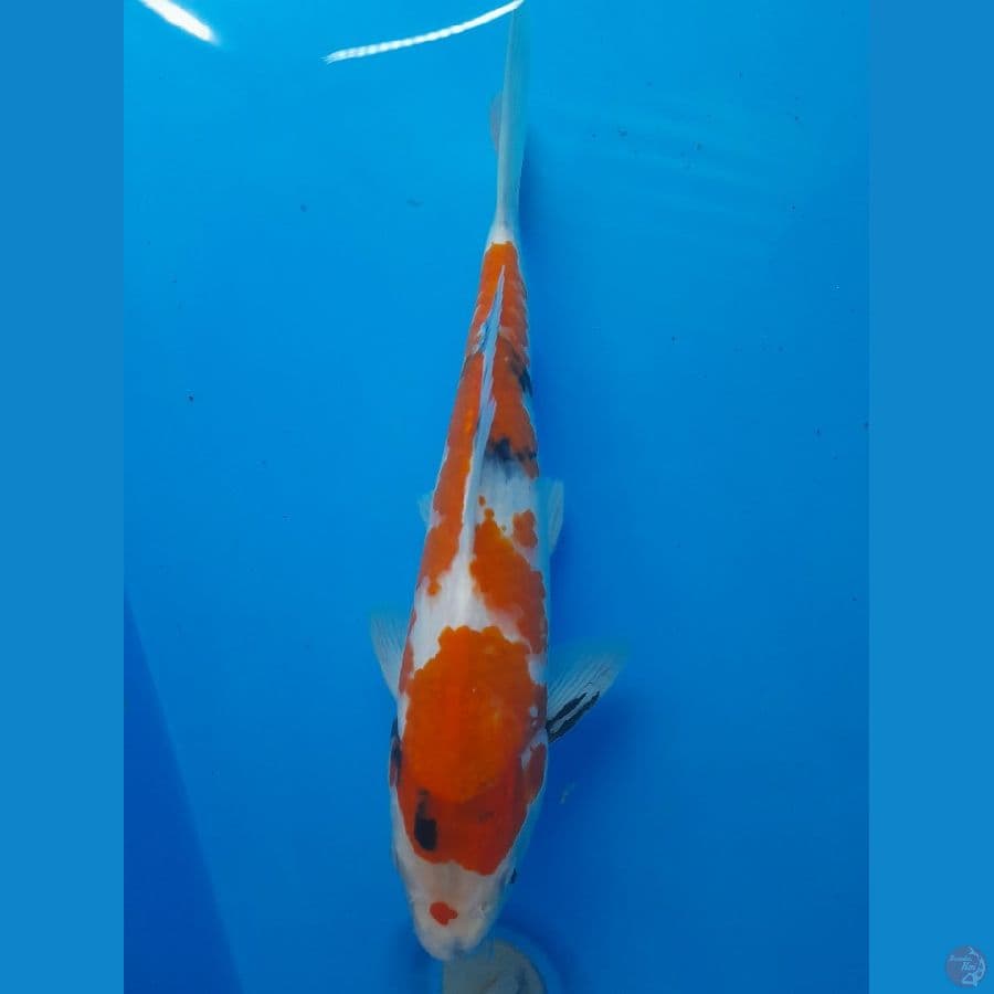 Showa 30cm/(Jenis Kelamin: unknown)