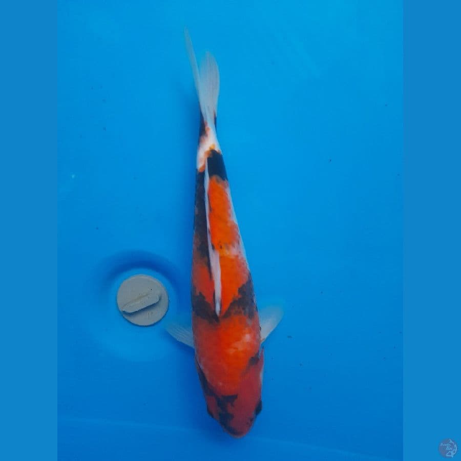 Showa 27cm/(Jenis Kelamin: unknown)