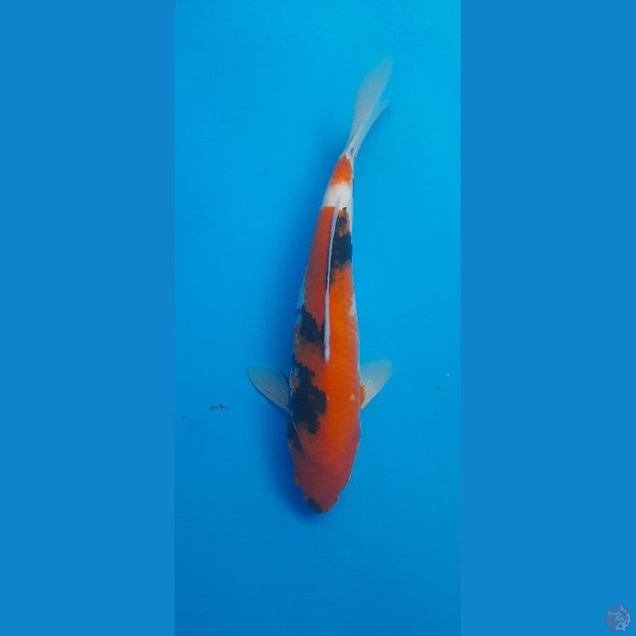 Showa 27cm/(Jenis Kelamin: unknown)