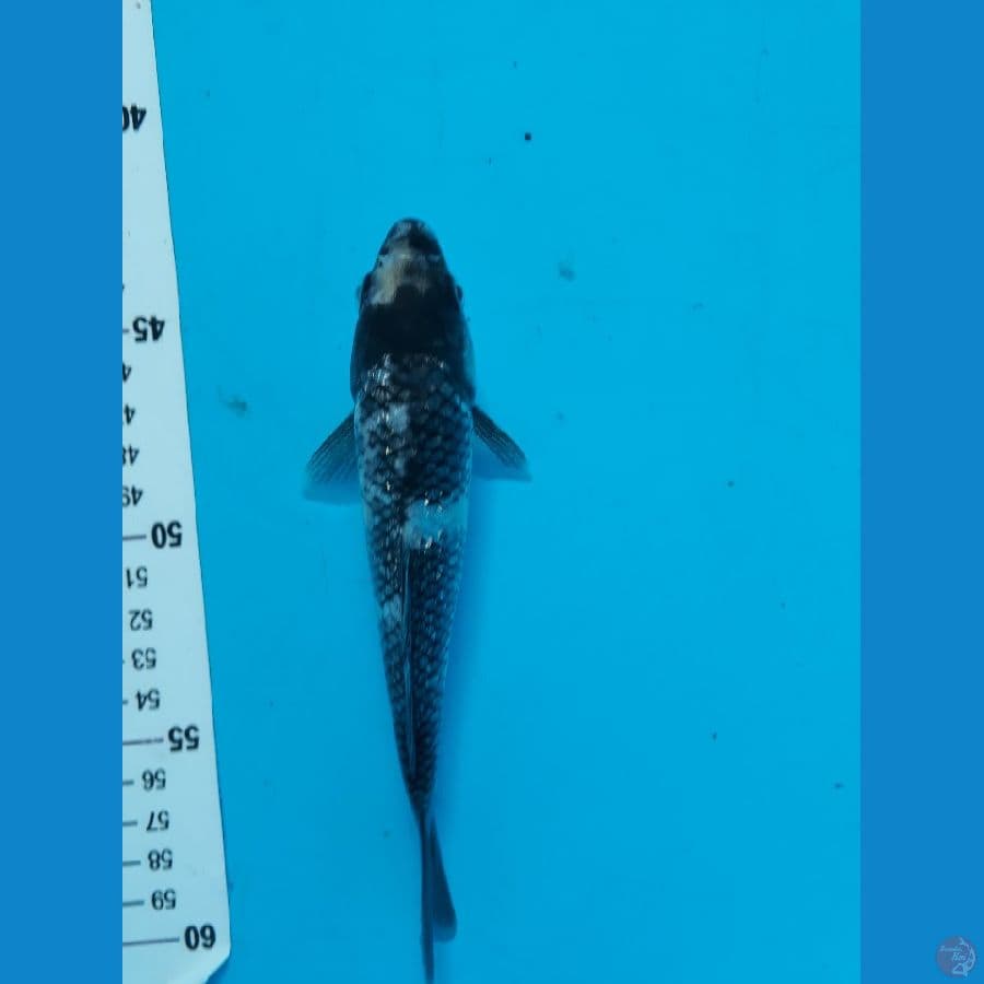 Shiro Ginrin 18cm