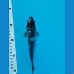 Shiro Ginrin 18cm