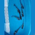 Bahan Juara 18-20cm Shiro Ginrin