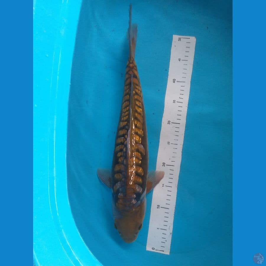Midori Aragoke Ginrin 50cm/Male