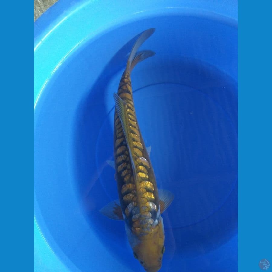 Midori Aragoke Ginrin 50cm/Male
