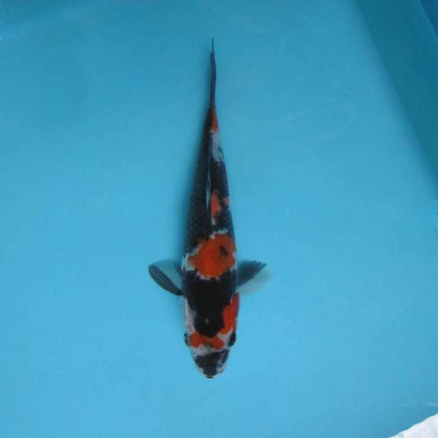 5. SHOWA SANSOKU