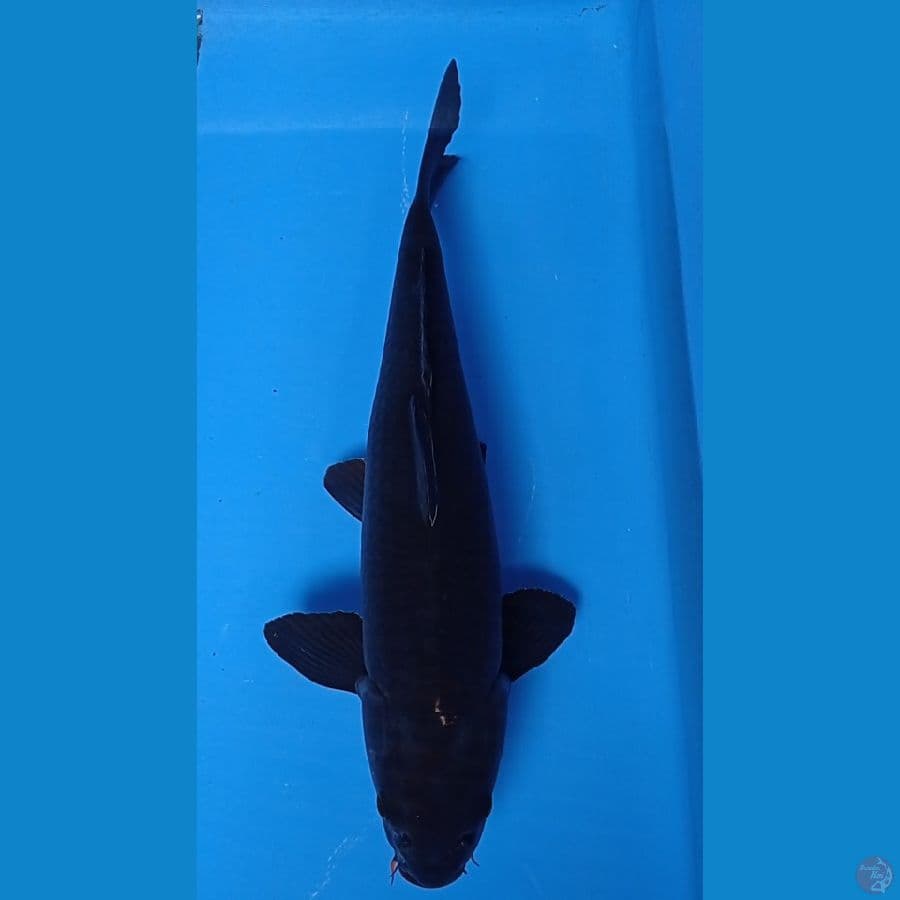 KARASUGOI 51CM