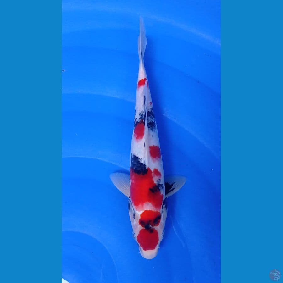 SHOWA Maruten 32cm