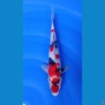SHOWA Maruten 32cm