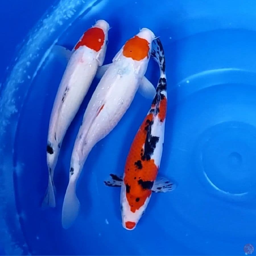 TANCHO&SANKE 28-30 CM