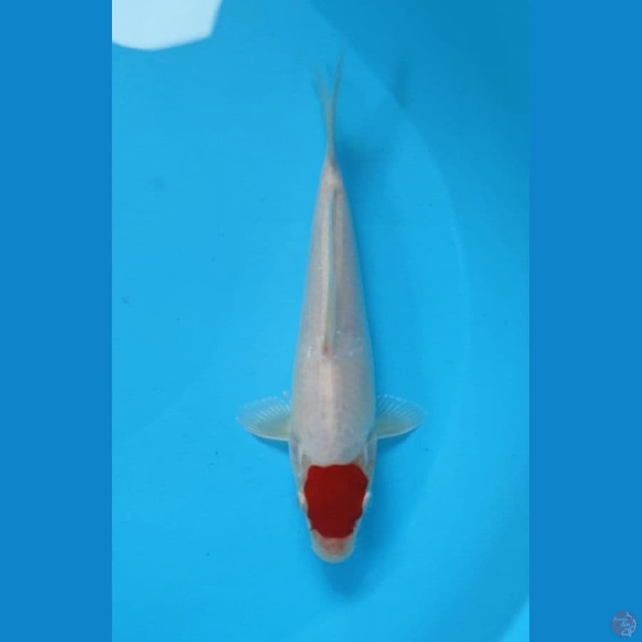 TANCO KOHAKU 23CM MALE