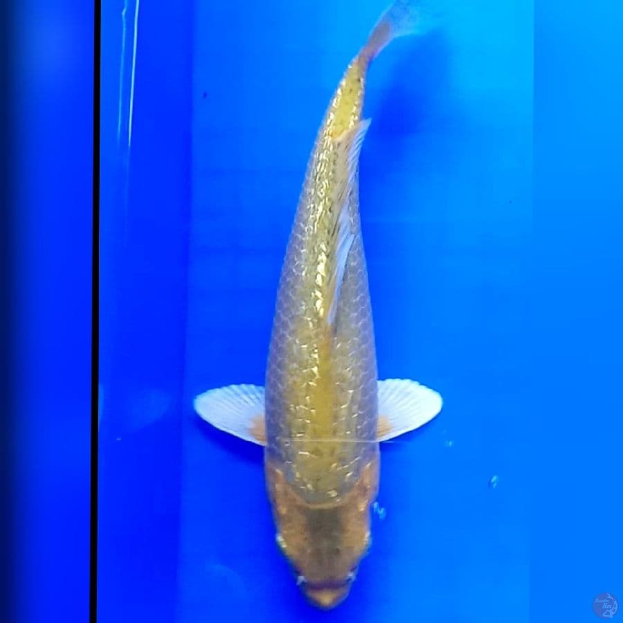 Sq Midori Ginrin 26cm