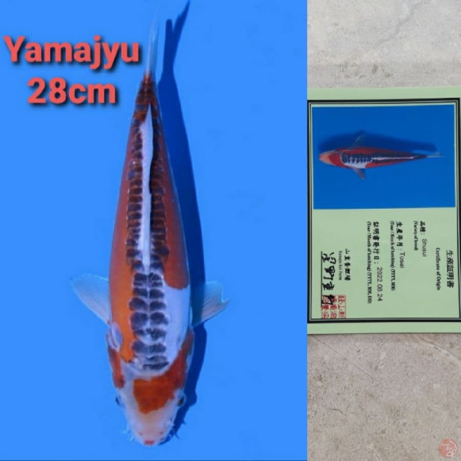 YAMAJYU SHUSUI 28CM SERTI