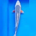 Asagi 32cm