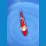 kohaku 38cm 