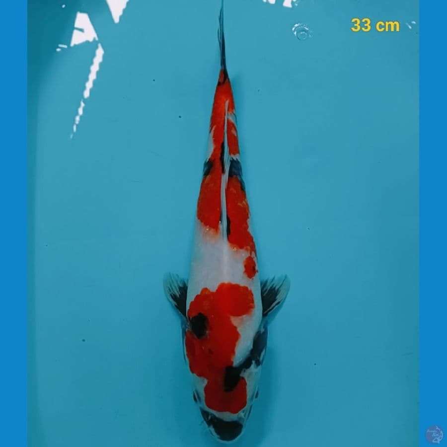 showa 33 cm