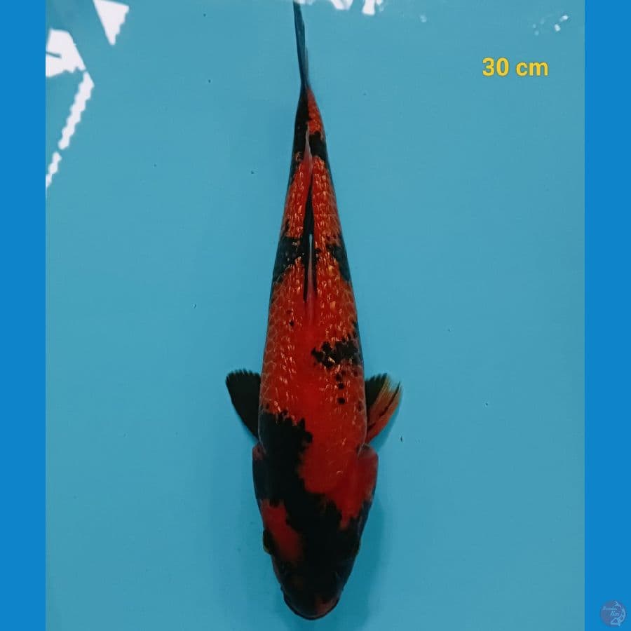 utsuri ginrin 30 cm