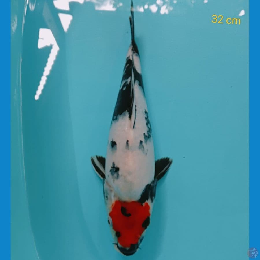 Tancho munuk 32 cm