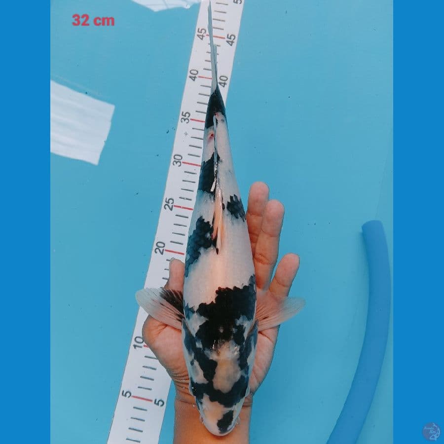 Shiro Super male 32 cm