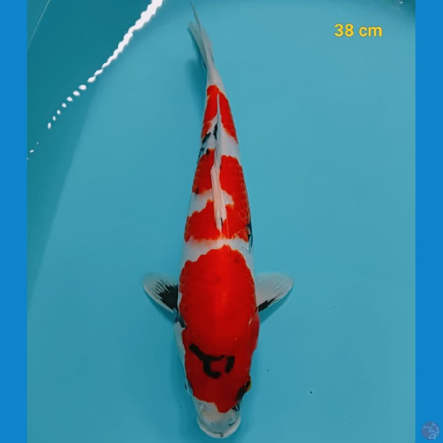 showa munuk 38 cm