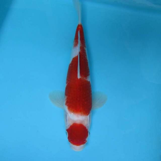 9. MARUTEN KOHAKU GOROMO