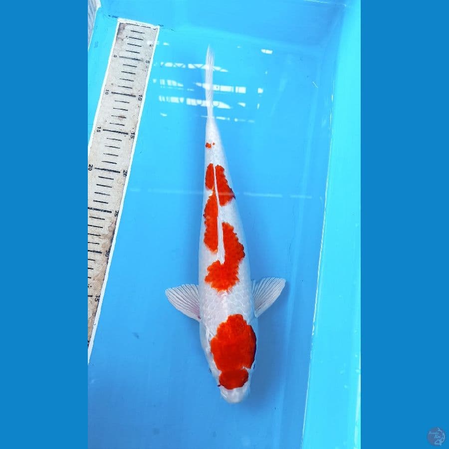 Kohaku Hikari 40cm