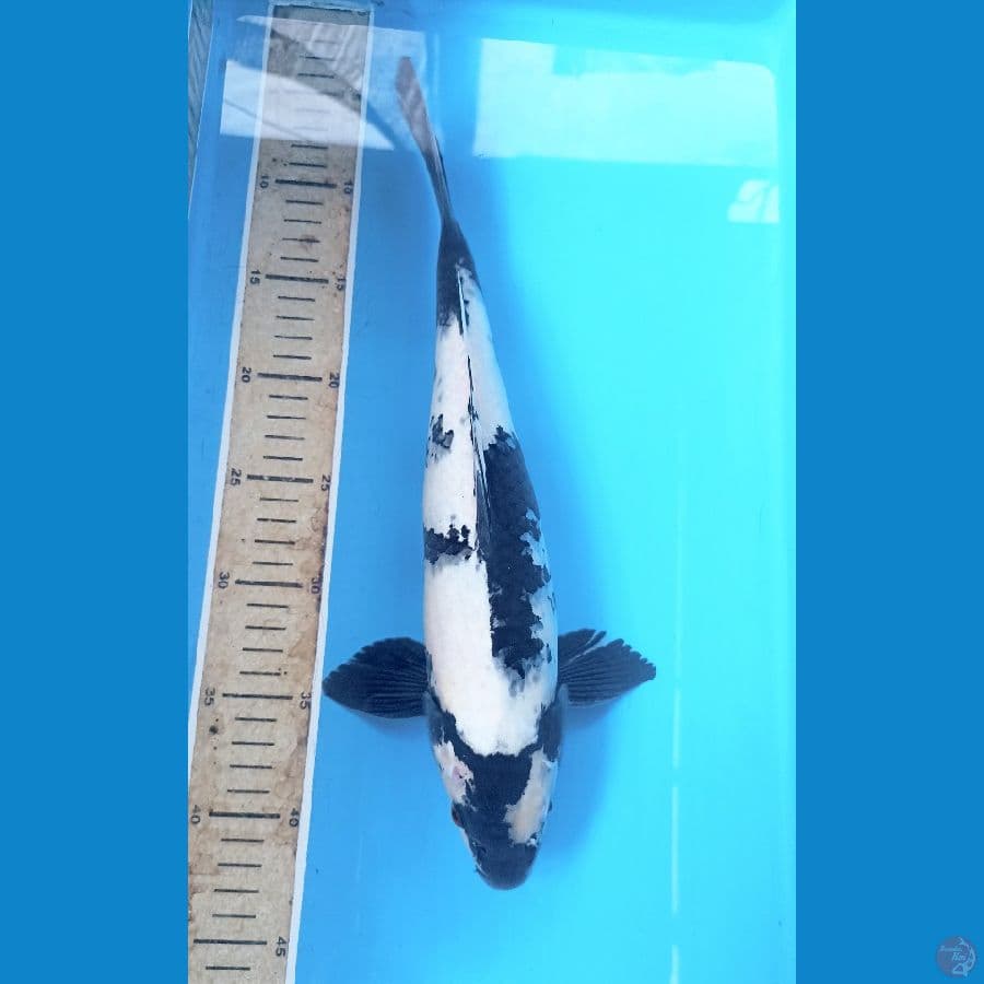 shiro 37 cm