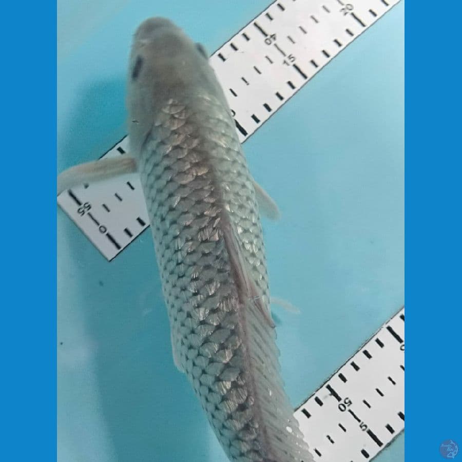 soragoi gindrin 39cm
