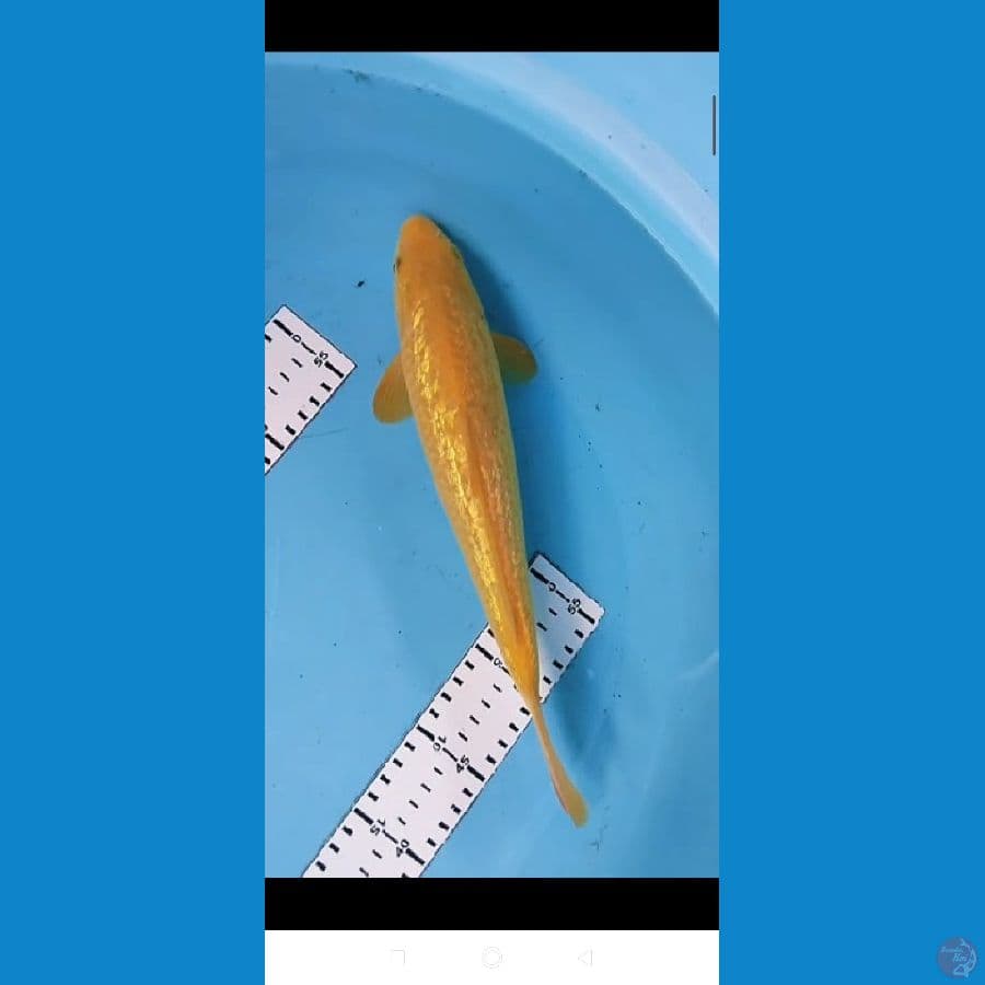 karasi ginsrin 31cm