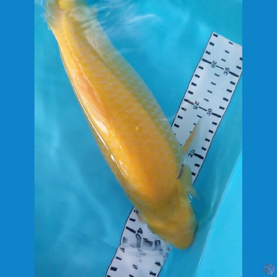karasi berpunuk 33cm