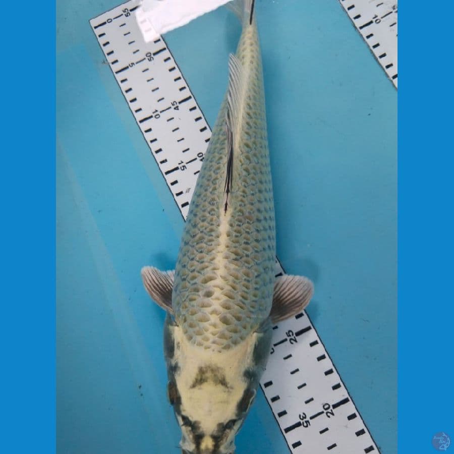 gin matsuba 34cm