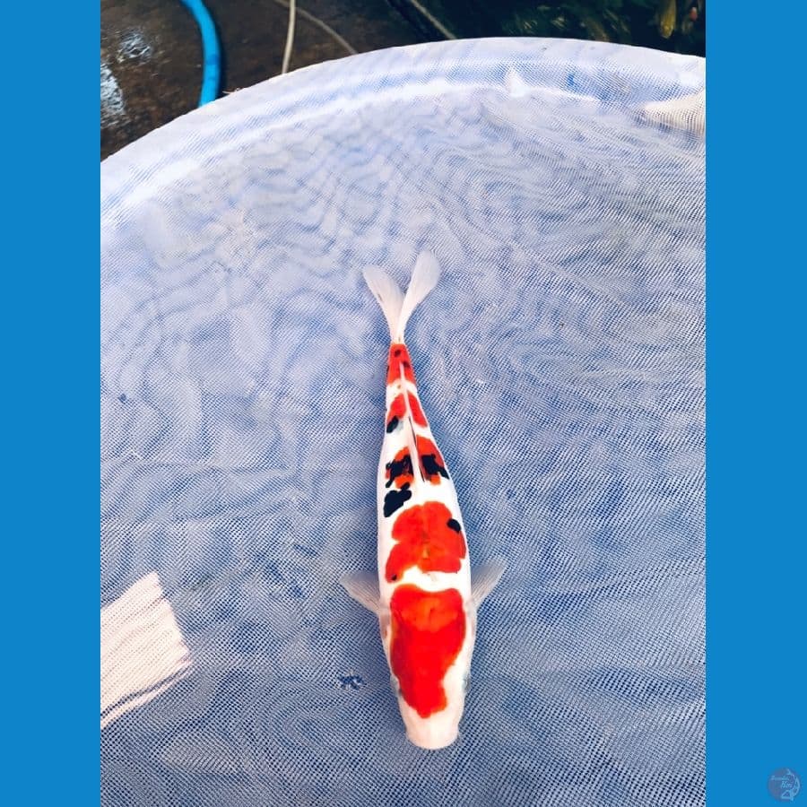 Sanke doitsu 26cm