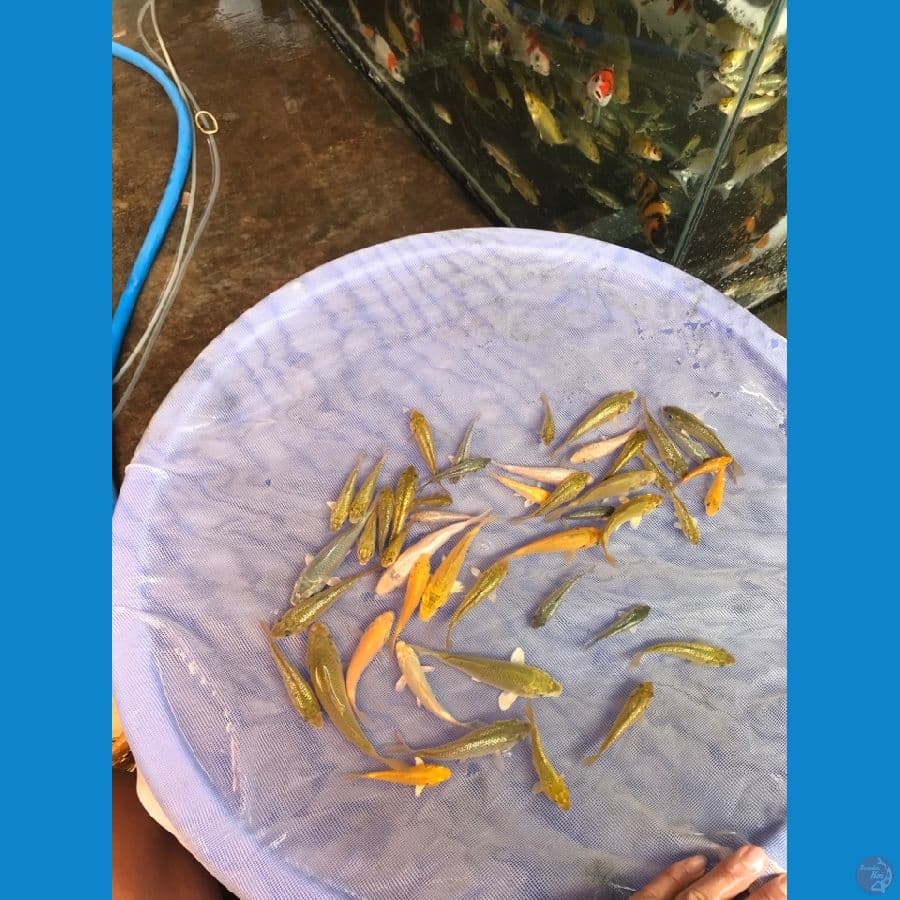 bibitan mix polosan ginrin padet" , 5-10cm 100ekoran