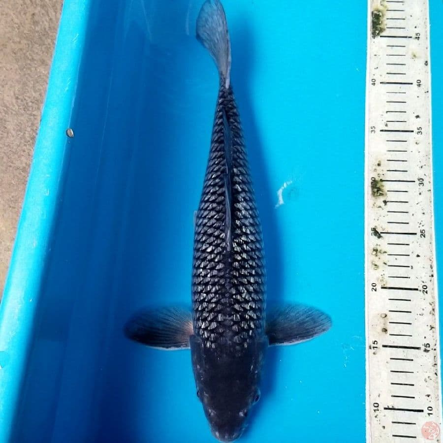 BLACK DIAMOND 39 CM MALE