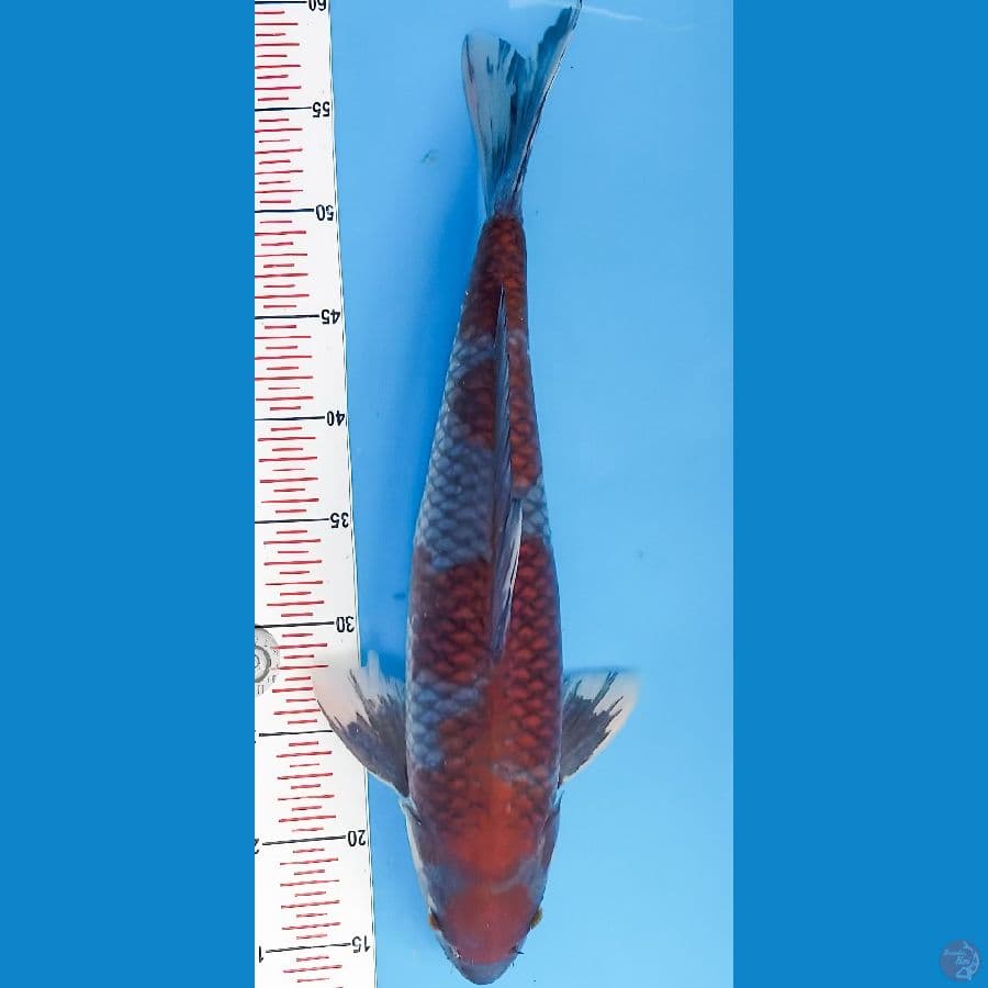 Maruten Ochiba Male