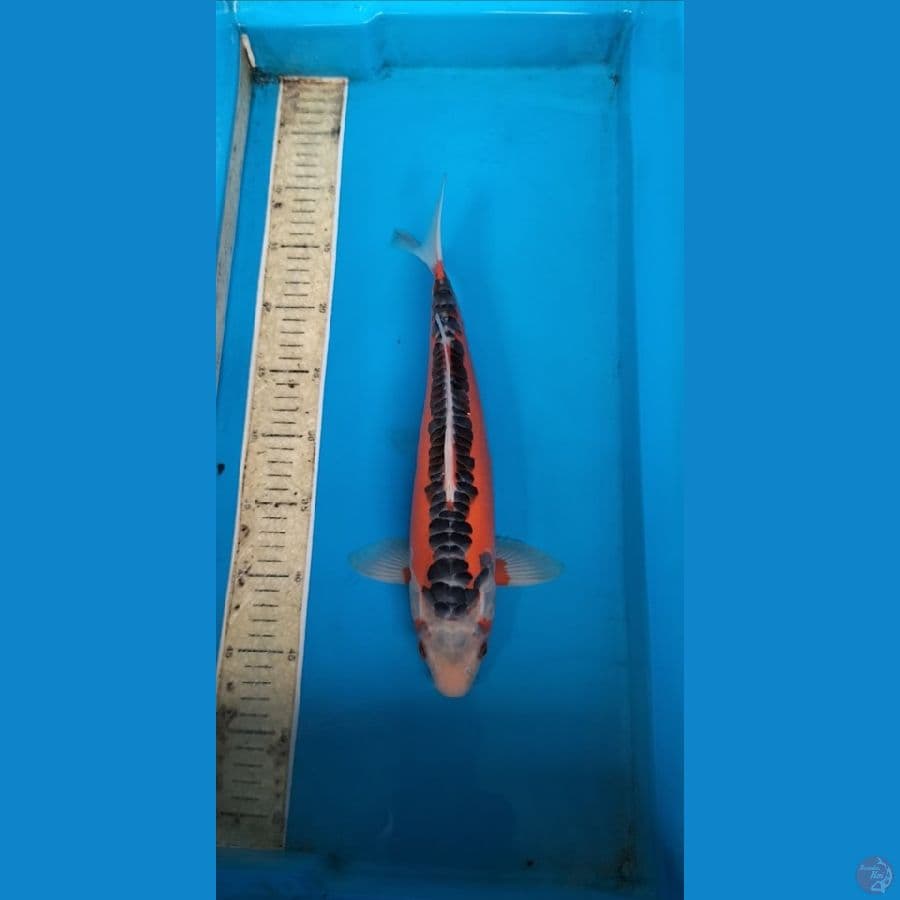 Shusui 35cm