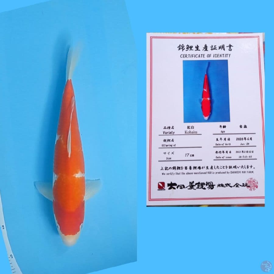 Kohaku Dainichi