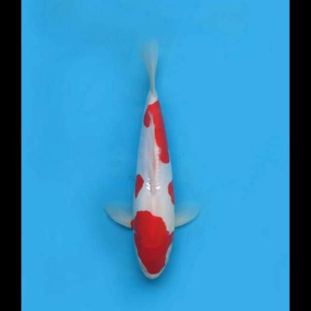 32cm - Kohaku Doitsu Super Red