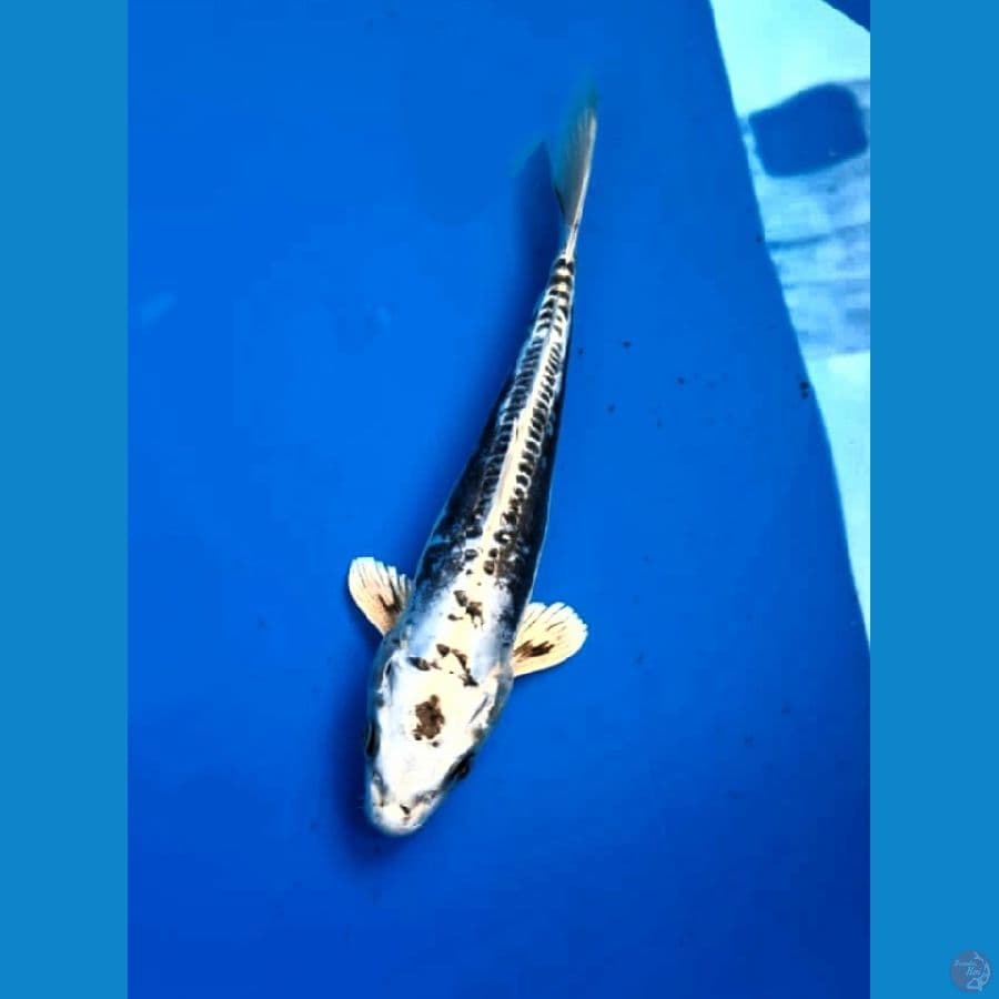Kiko 24 Cm