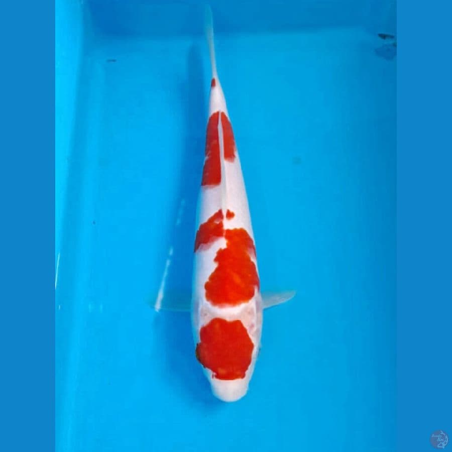 Kohaku 25 Cm