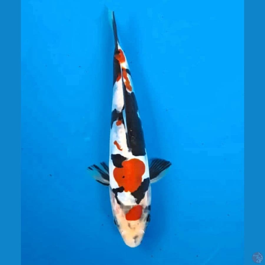 HQ Showa Doitsu 18 Cm
