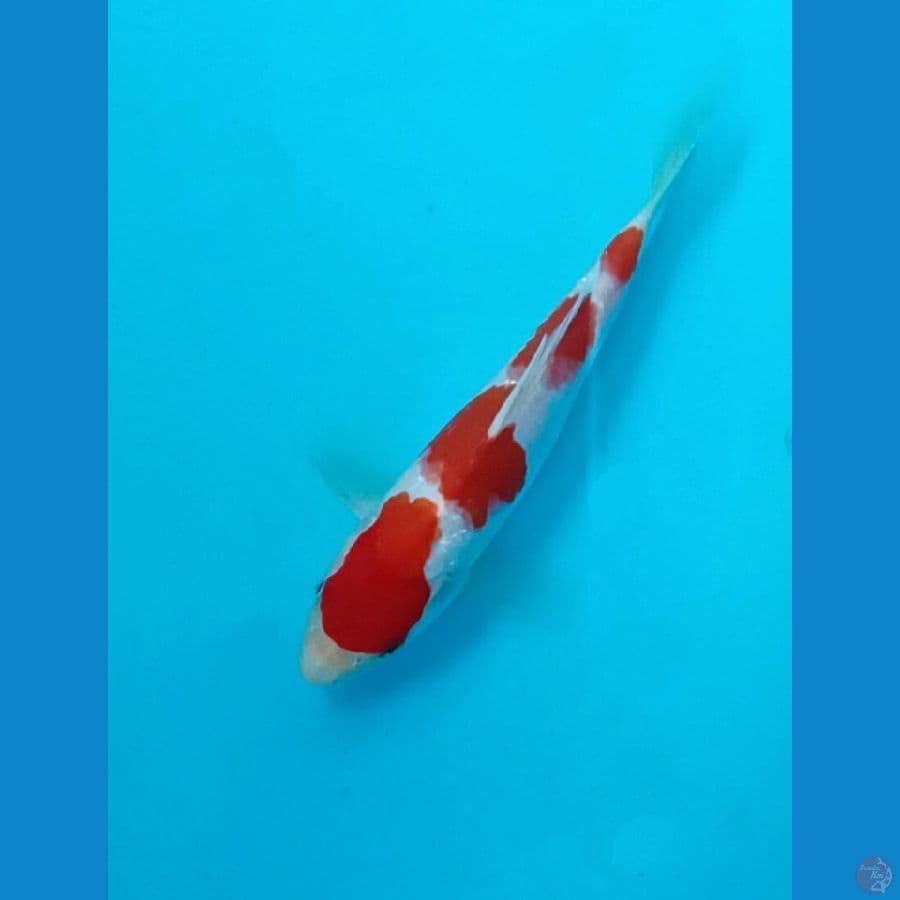 Kohaku 20 Cm