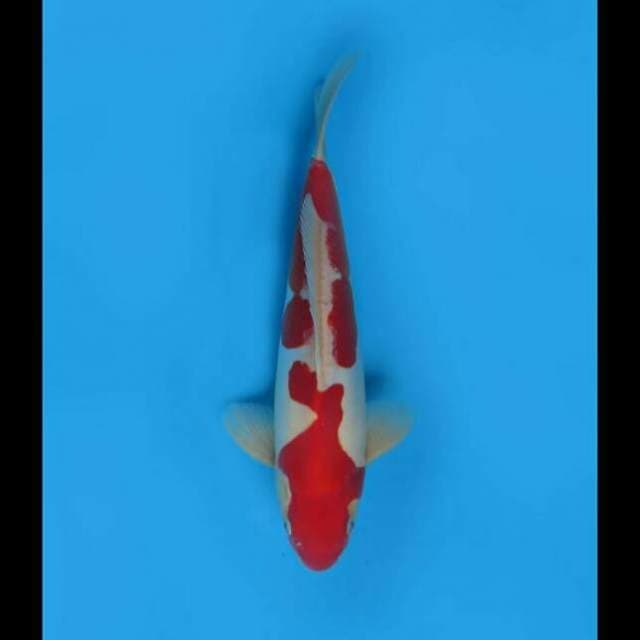 32cm - Red Kohaku Doitsu Murni 
