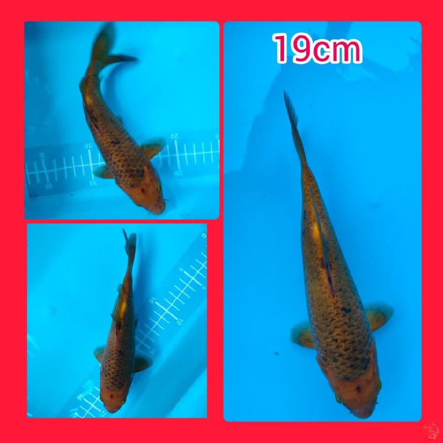 caramlem 19cm