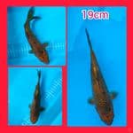 caramlem 19cm