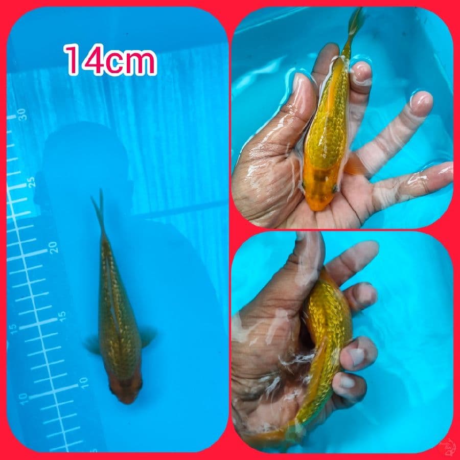 Minion ginrin padat body bulat 14cm