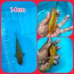 Minion ginrin padat body bulat 14cm