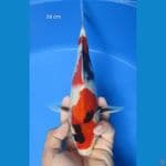 SHOWA 28 CM 